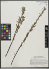 Foto von Salix viminalis L.